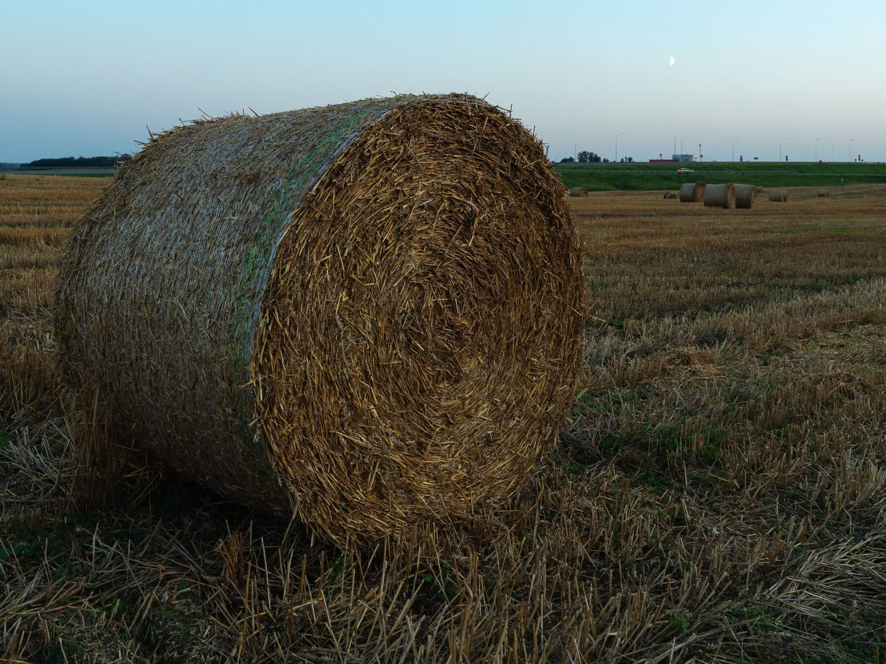 Rollo de alfalfa en el rastrojo, antes de entrar a planta