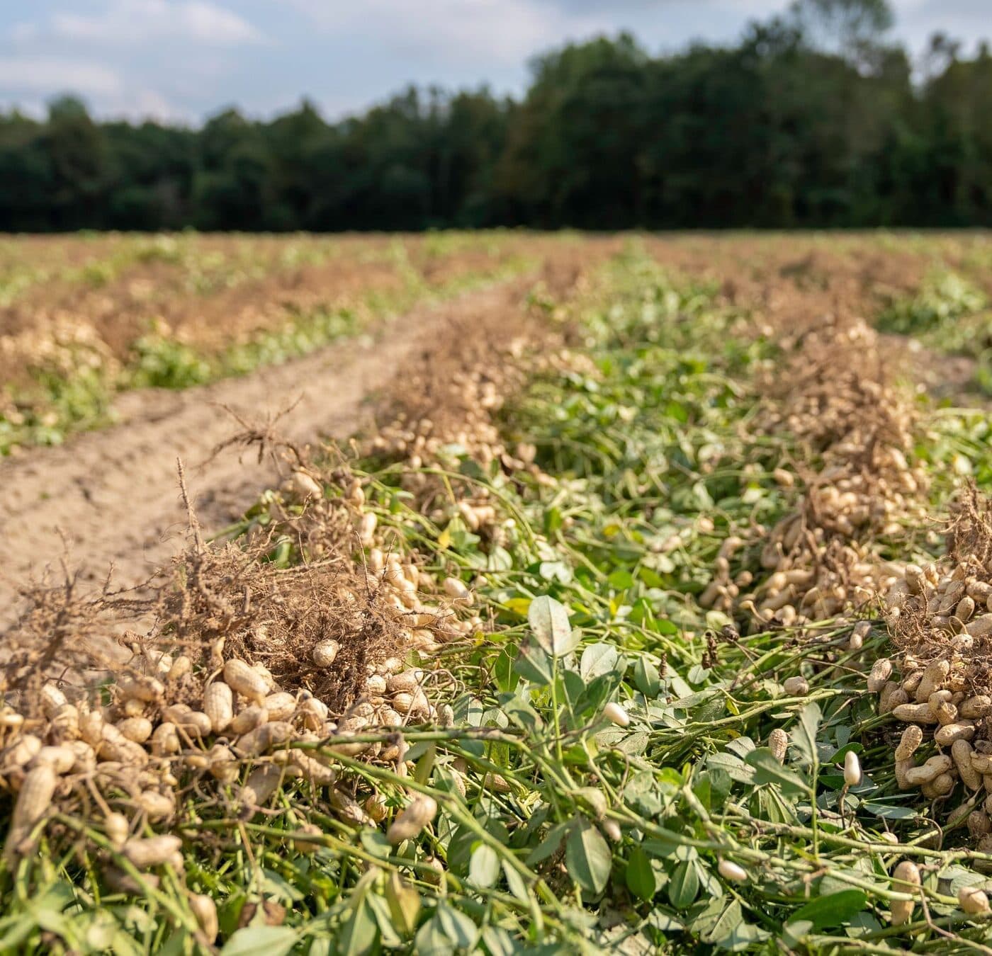 Lote de maní arrancado, secándose en el campo antes del acopio